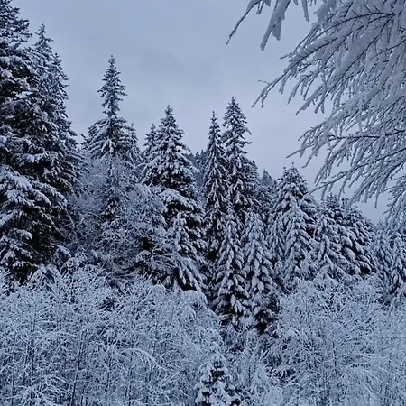 зарінок карпат